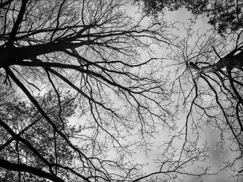 Low angle view of bare trees against sky