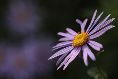 Close-up of purple flowering plant