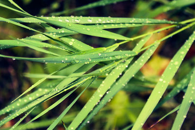 Close-up of water drops on leaf