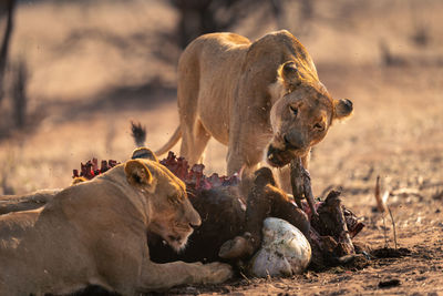 Lioness in a field