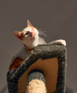 Close-up of a cat looking away