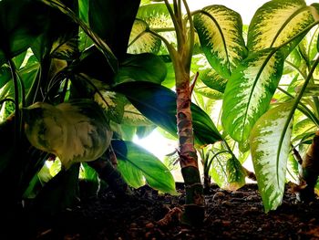 Close-up of a bird on a field