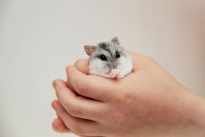 Close-up of hand holding kitten against white background