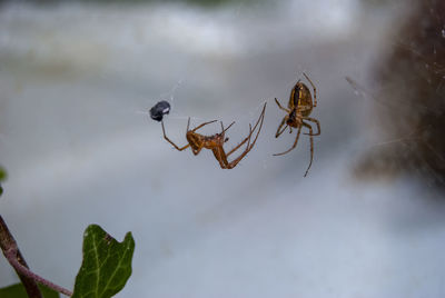 Close up of garden spiders in suffolk, uk