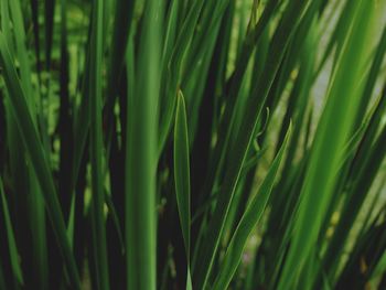 Full frame shot of green grass plants