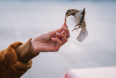 Cropped hand feeding bird