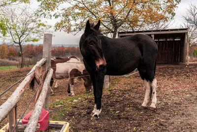 Horse standing on field