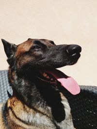 Close-up of a dog looking away