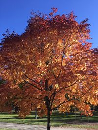 Close-up of tree against sky