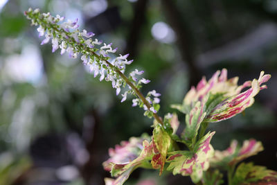 Close-up of purple flowering plant