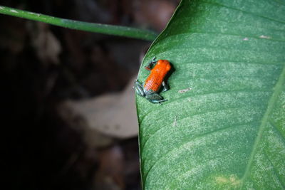 Close-up of insect on leaf