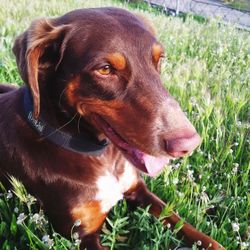 Close-up of dog on grassy field