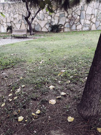 View of trees growing on field