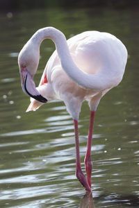 Flamingo drinking water in a lake