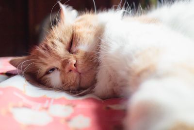 Close-up view of a cat sleeping on a bed