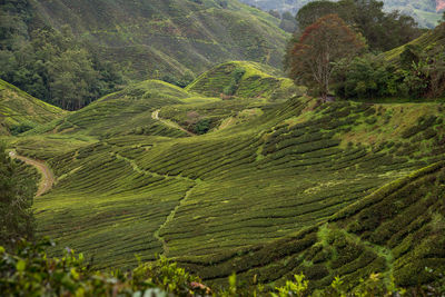 Scenic view of green landscape