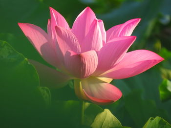 Close-up of pink lotus in pond