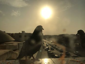 Seagull perching on a city