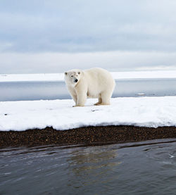 View of bear on beach