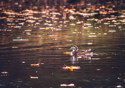 View of ducks swimming in lake