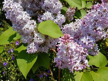 Close-up of purple flowers