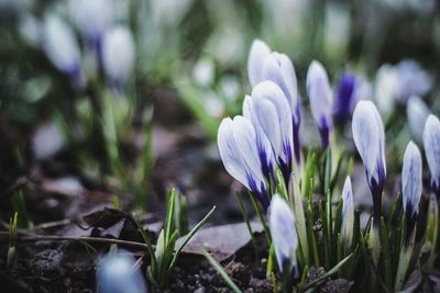 Close-up of purple crocus flowers on field