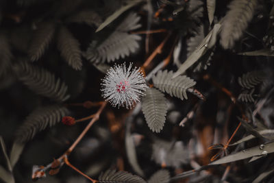 Close-up of white flowering plants