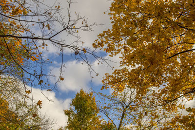 Low angle view of trees against sky during autumn