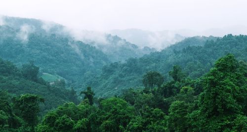 Scenic view of forest