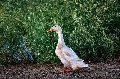 Close-up of duck