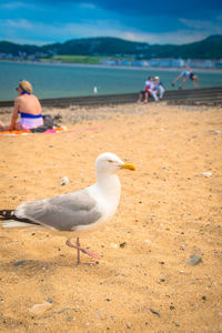 Seagulls on beach