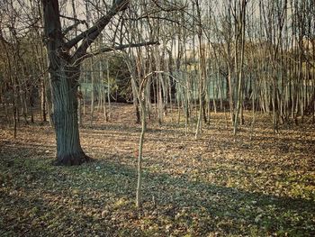 Bare trees in forest