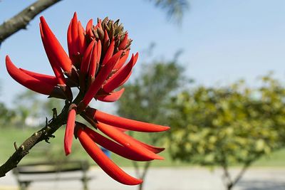 Close-up of red flower