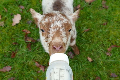 High angle view of a lamb drinking from a bottle