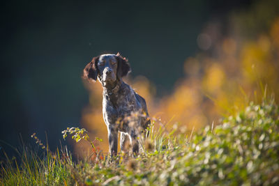 Dog standing on field