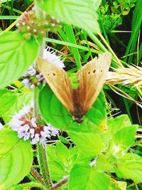 Close-up of butterfly on plant