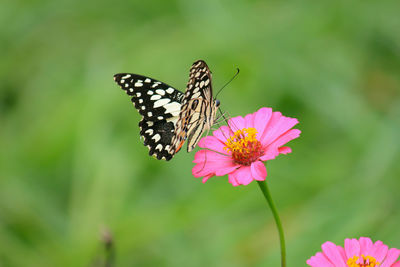 Close-up of butterfly pollinating on pink flower