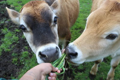 Close-up of goat in field