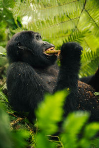 Close-up of gorilla