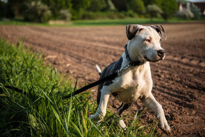 Dog looking away on field