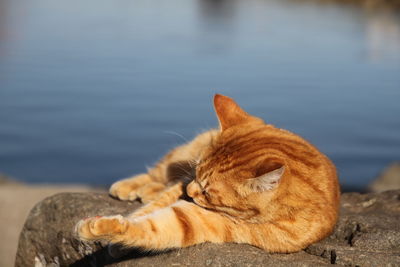 Cat resting in a water