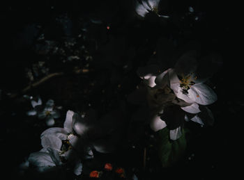 Close-up of white flowers