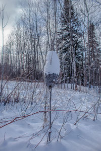 Frozen bare trees during winter