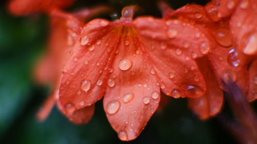 Close-up of wet flower