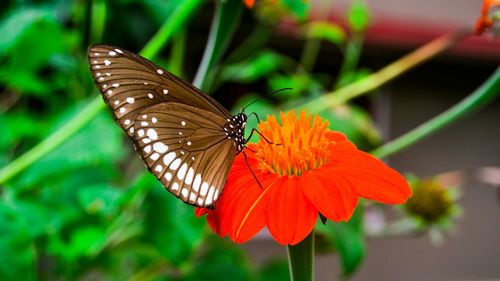 Close-up of butterfly on flower