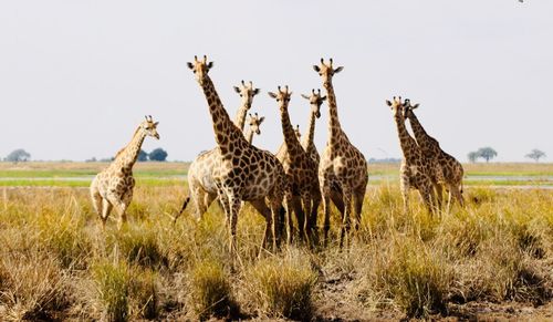 View of zebras on field