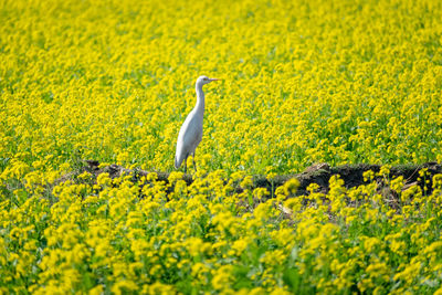 Bird on a yellow flower