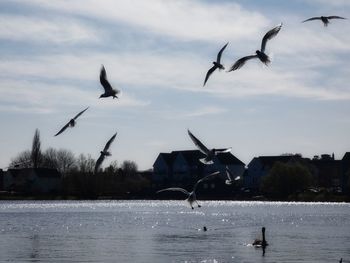 Seagulls flying over lake against sky
