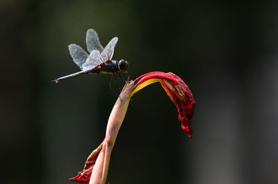 Close-up of dragonfly pollinating on flower