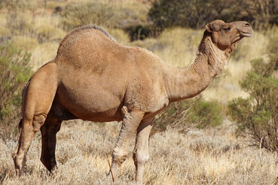 Side view of camel standing on land